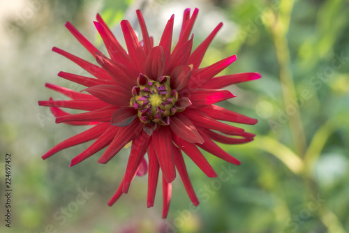 Fototapeta Naklejka Na Ścianę i Meble -  Dahlia