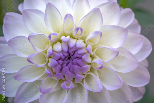 Fototapeta Naklejka Na Ścianę i Meble -  Dahlia