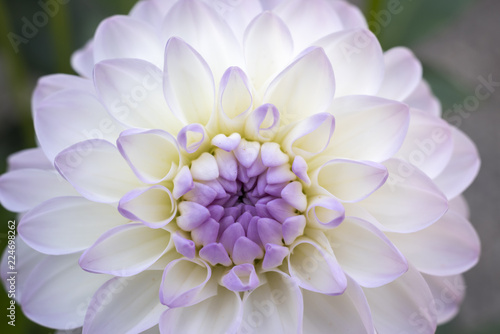 Fototapeta Naklejka Na Ścianę i Meble -  Dahlia