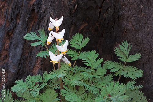 Photos Regrowth of a dutchman's breeches