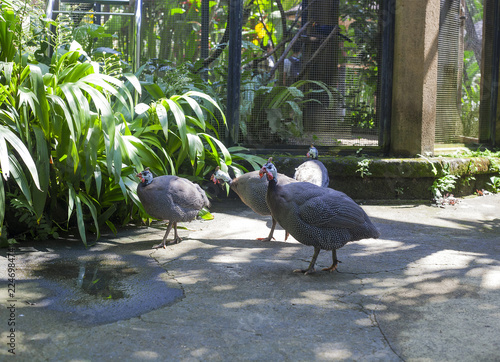 Flock of Helmeted guineafowl or numida meleagris birds
