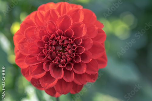 Fototapeta Naklejka Na Ścianę i Meble -  Dahlia