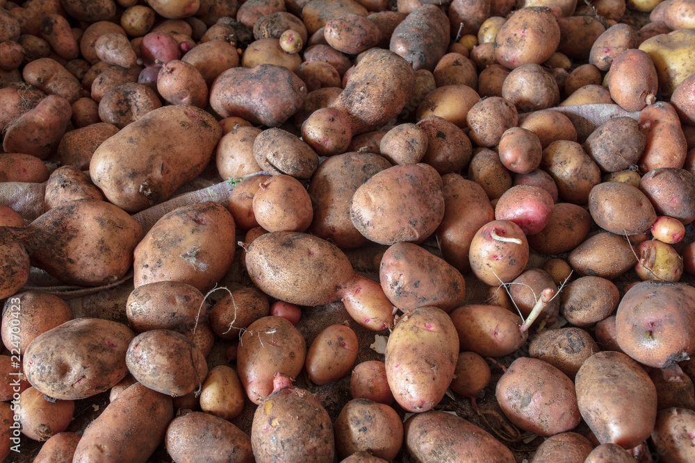 Potato harvest in the cellar as a background Potato harvest in the cellar as a background