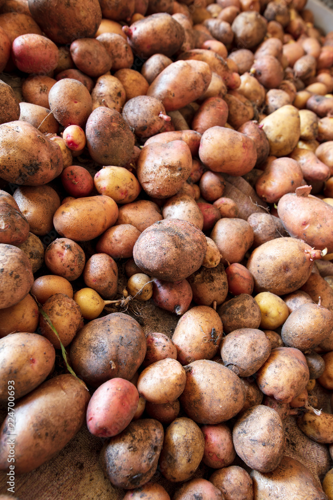 Potato harvest in the cellar as a background