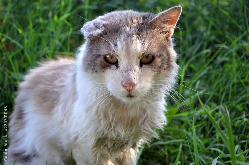 Бездомный кот.