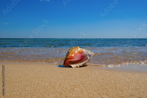 big seashell on the beach of the Caribbean sea. seashell lies in clear water on sand