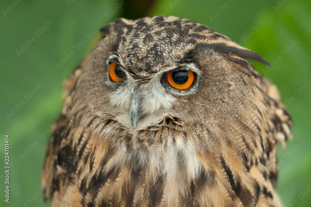 Eurasian Eagle-owl (Bubo bubo) also known as the European Eagle-owl with close-up on his striking orange eyes. Blurred background with green leaves. Eurasian Eagle-owl (Bubo bubo) also known as the European Eagle-owl with close-up on his striking orange eyes. Blurred background with green leaves.