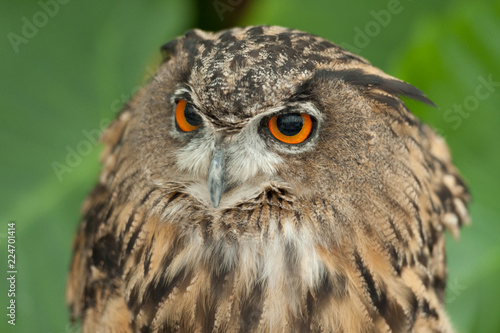 Eurasian Eagle-owl (Bubo bubo) also known as the European Eagle-owl with close-up on his striking orange eyes. Blurred background with green leaves.