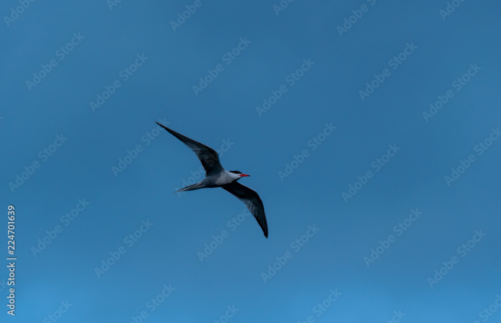 Fototapeta premium Bird