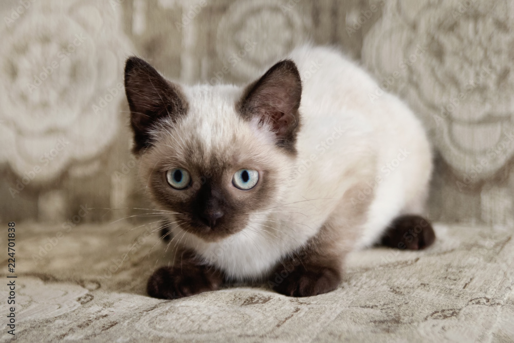 Cute color-point kitten with blue eyes is sitting on a beige sofa, front view.