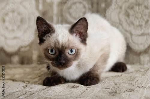 Cute color-point kitten with blue eyes is sitting on a beige sofa  front view.