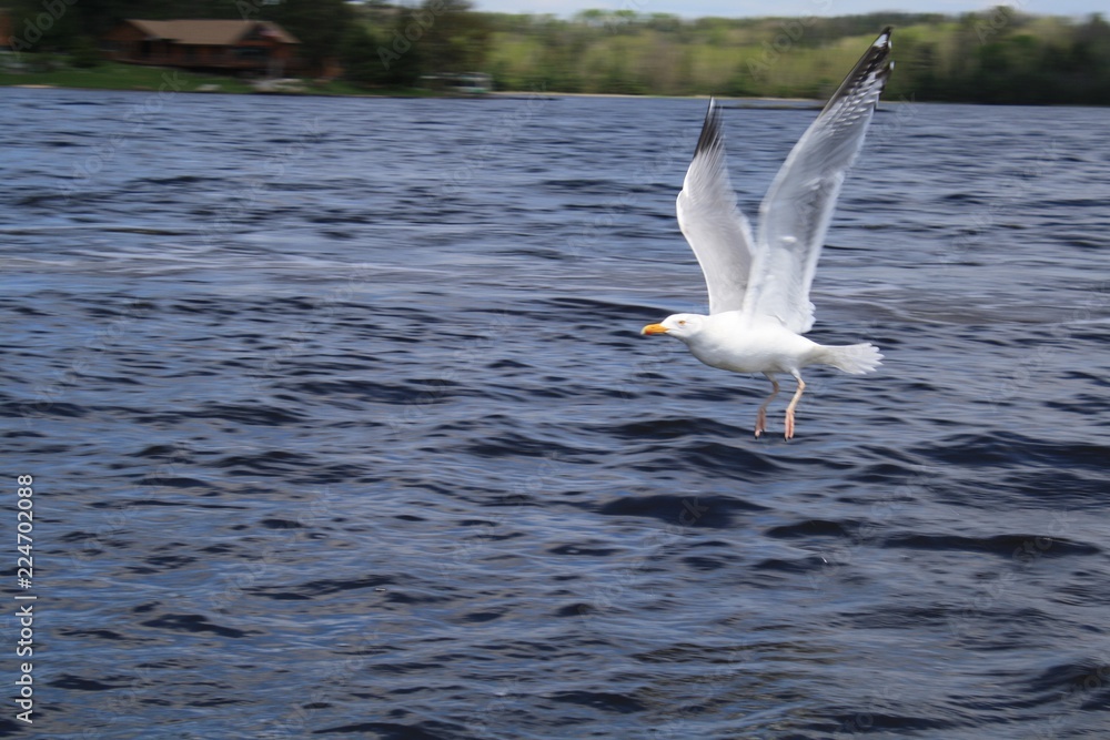 American Herring Gulls, Crane Lake, MN, bird, blue, white, nature, wildlife American Herring Gulls, Crane Lake, MN, bird, blue, white, nature, wildlife