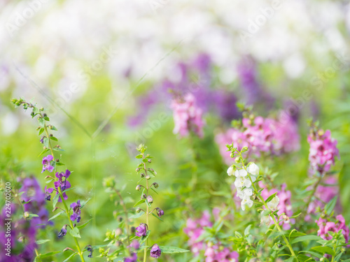 Blurred purple flower and white flower background,