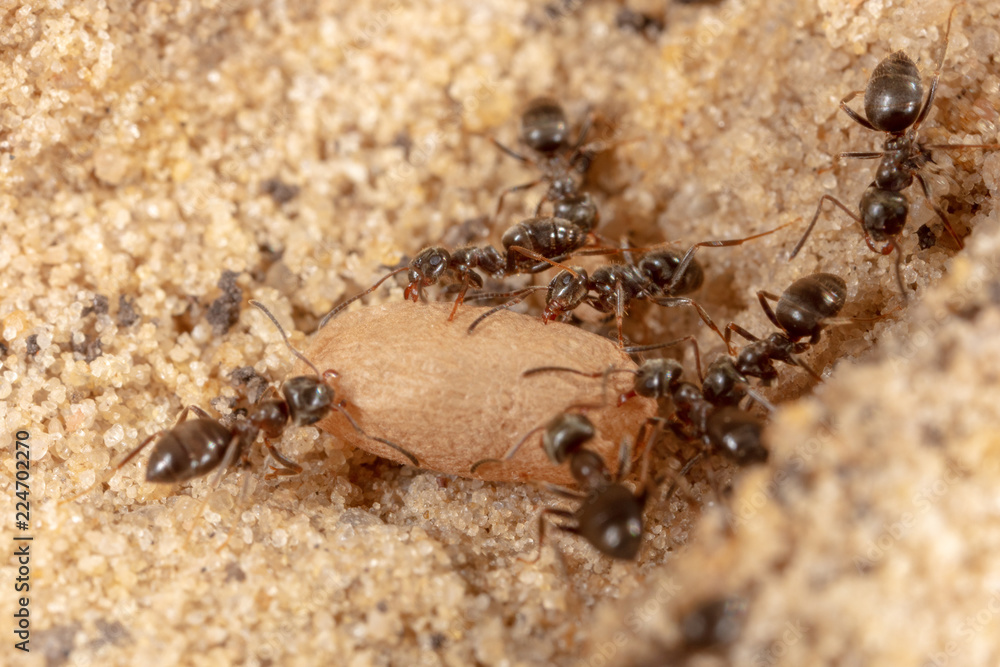 Ants and formic eggs in nature Ants and formic eggs in nature