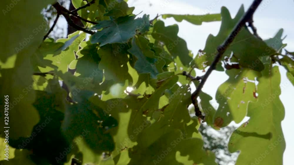 Close-up shot of green leaves on branches of oak tree in the rays of the sun. Slow motion. HD Close-up shot of green leaves on branches of oak tree in the rays of the sun. Slow motion. HD