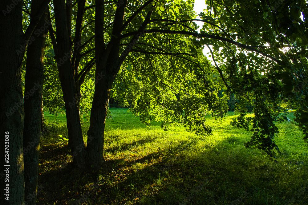 Fototapeta premium forest landscape