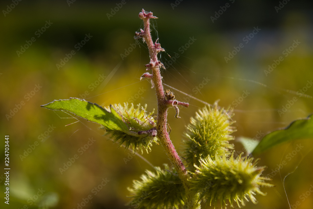 barb web barb web