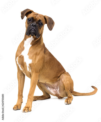 dog boxer breeds on white background