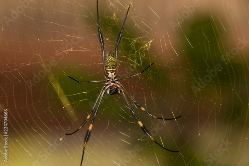 Wallpaper Mural Aranha Torontodigital.ca