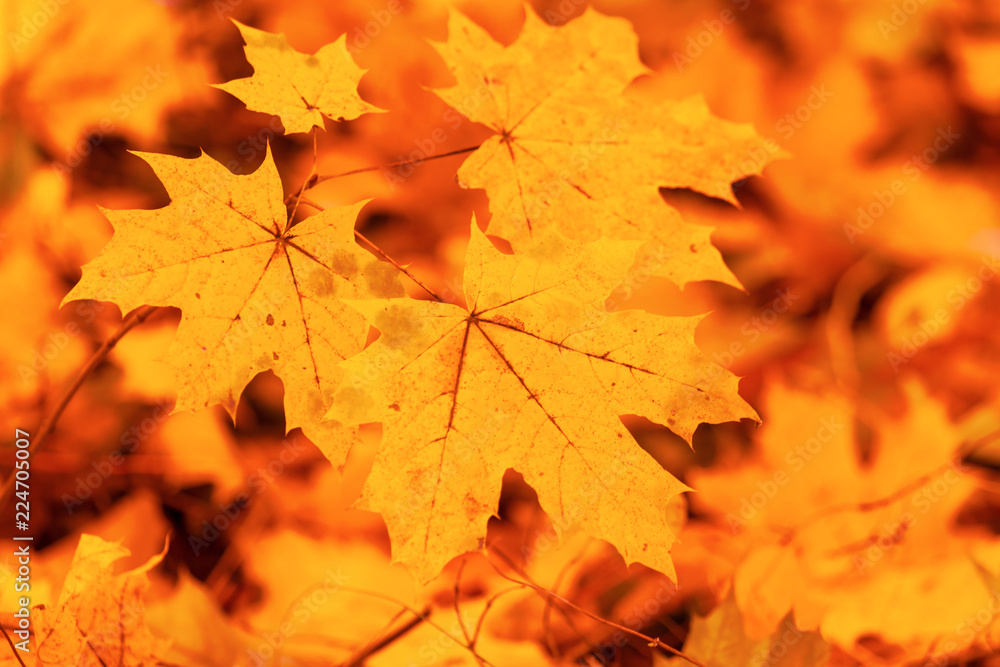 Fototapeta premium Leaves on a tree in autumn as a background