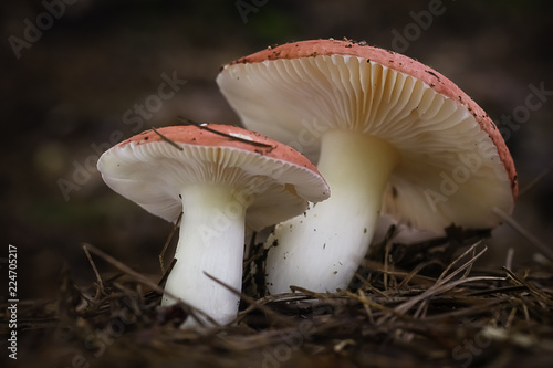 Red and White Mushroom - Amanita muscaria