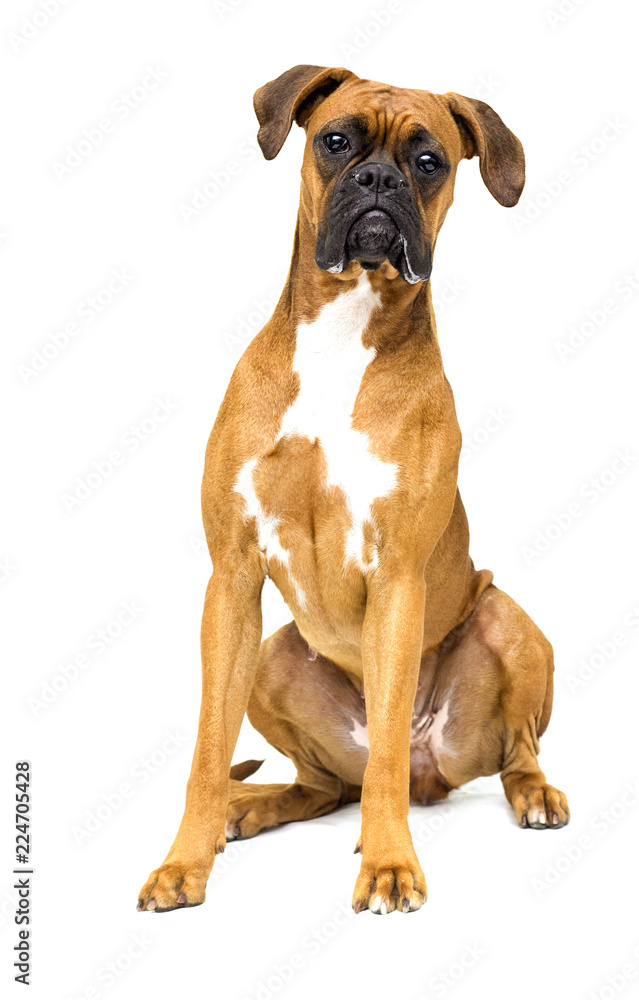 dog boxer breeds on white background