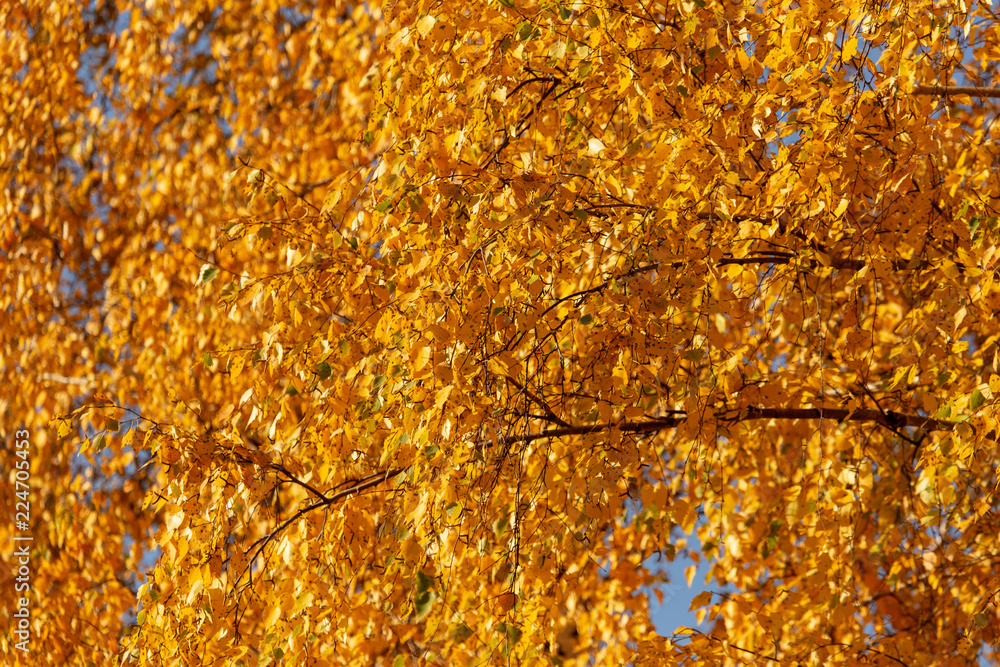 Leaves on a tree in autumn as a background Leaves on a tree in autumn as a background