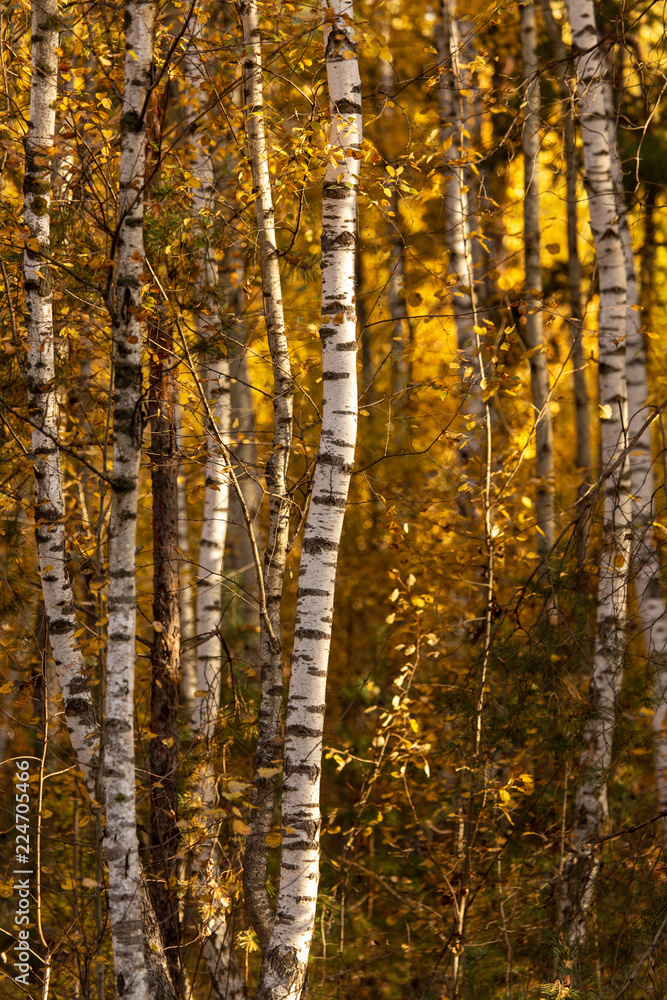 Birches in the forest in autumn as a background Birches in the forest in autumn as a background