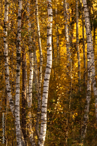 Birches in the forest in autumn as a background