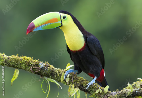 Keel-billed toucan (Ramphastos sulfuratus) perched on a mossy branch in the rainforests of Costa Rica