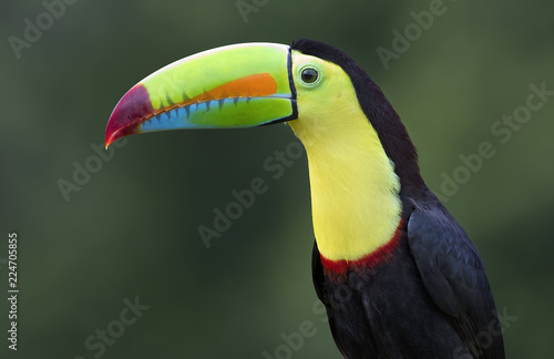 Keel-billed toucan (Ramphastos sulfuratus) close up on a mossy branch in the rainforests of Costa Rica