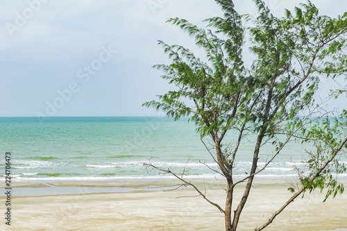 Fototapeta Naklejka Na Ścianę i Meble -  tree and beach background