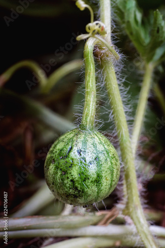 Young watermelon affected by frost