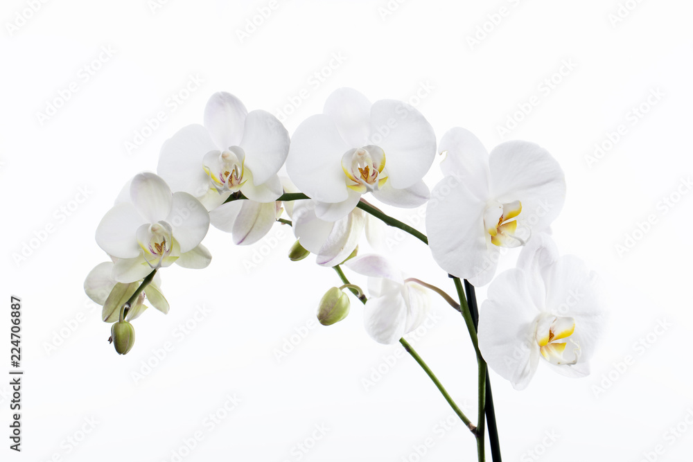 Orquídea blanca Stock Photo | Adobe Stock