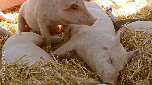 Pig farm