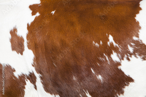 Canvas Print red and white part of hide on side of spotted cow