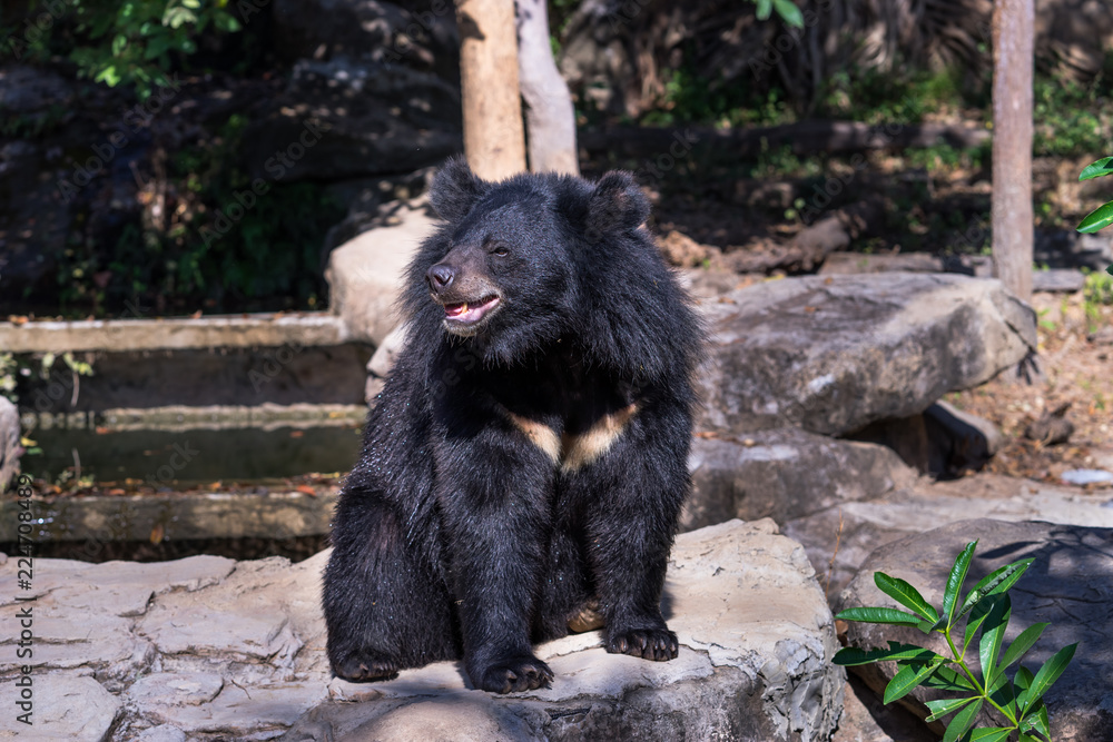 Buffalo bear in sitting zoo Buffalo bear in sitting zoo