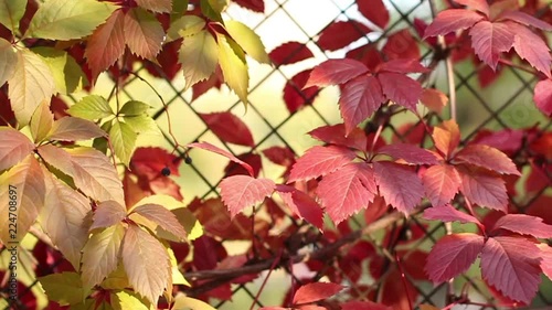 red autumn leaves photo