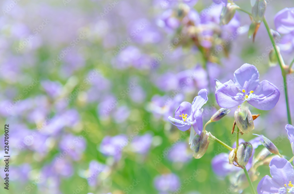 Purple wildflowers names Murdannia giganteum on blurry background.