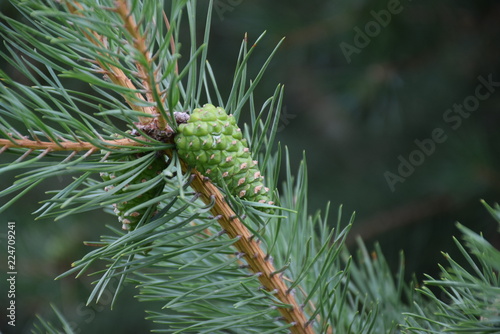 pine cone
