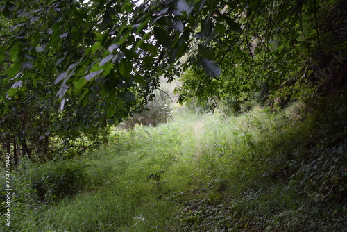 trail
