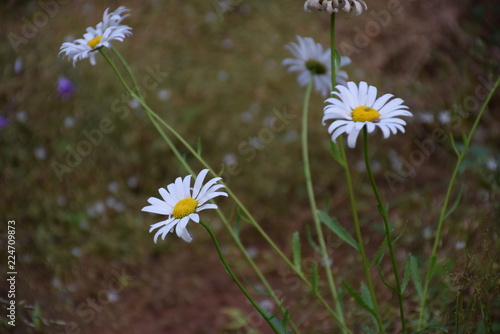 Chamomile