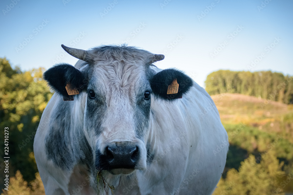 Big cow with horns looking stright into the camera in autumn landscape