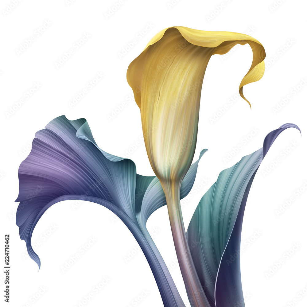 abstract tropical flower, botanical illustration, decorative calla lily,  clip art element isolated on white background Illustration Stock | Adobe  Stock