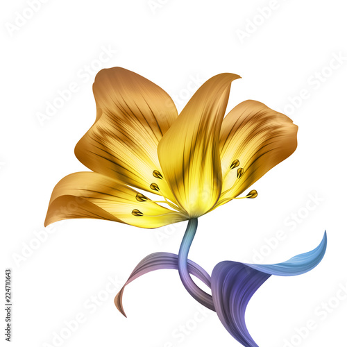 Fototapeta Naklejka Na Ścianę i Meble -  abstract tropical flower, botanical illustration, decorative tulip, curly leaves, clip art element isolated on white background