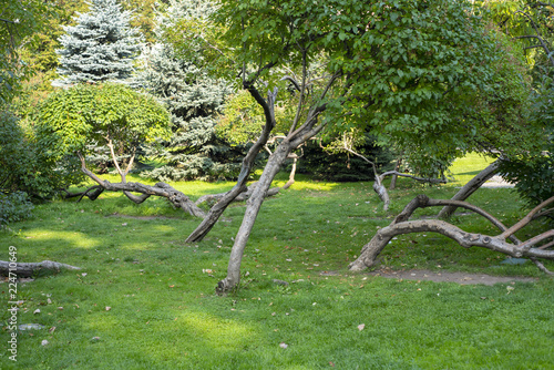 City the Moscow region,Beautiful Park trees. photo