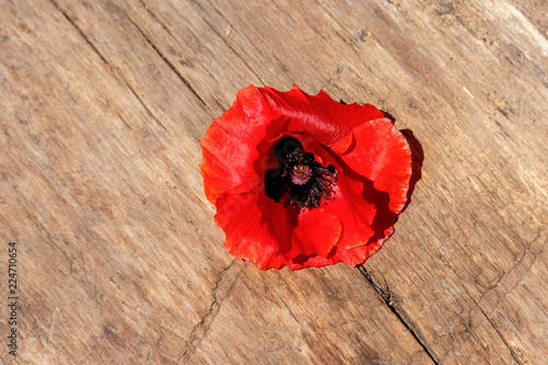 Fototapeta Naklejka Na Ścianę i Meble -  Red poppy flower on wooden background