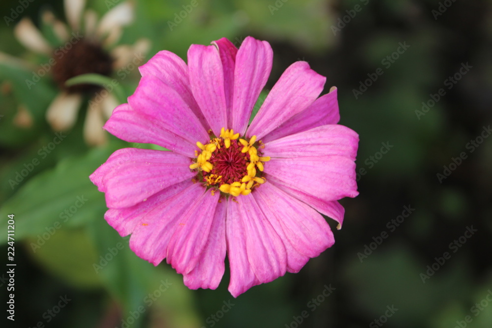 Obraz premium pink flower