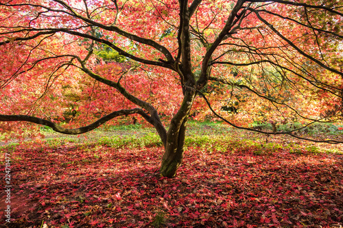 Obraz jesień w parku