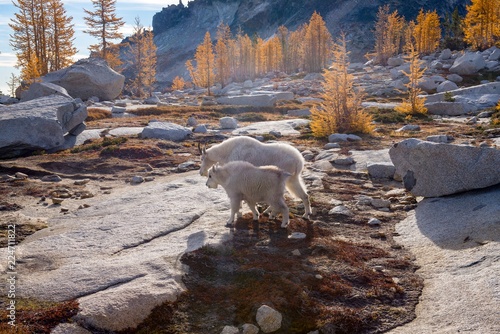 A mother and juvenile mountain goat walk through a larch forest - Enchantments, Washington